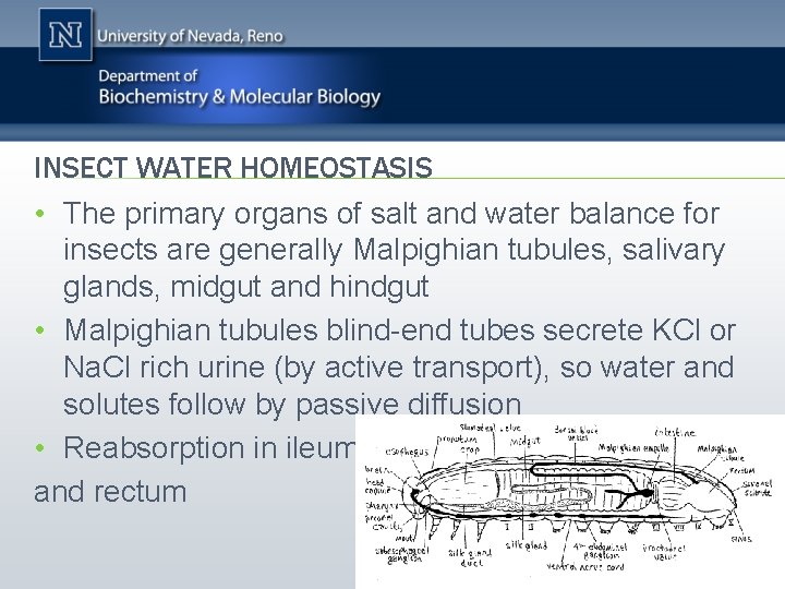 INSECT WATER HOMEOSTASIS • The primary organs of salt and water balance for insects