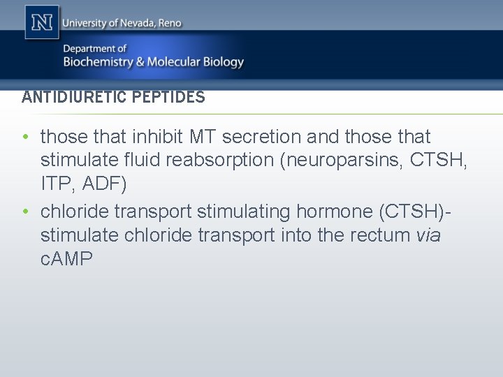 ANTIDIURETIC PEPTIDES • those that inhibit MT secretion and those that stimulate fluid reabsorption