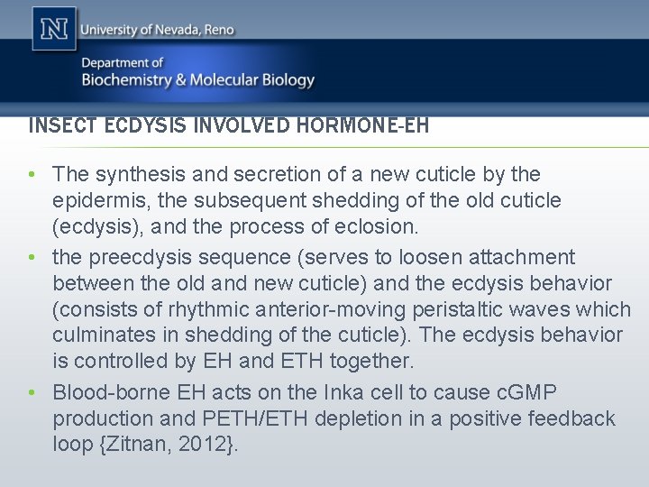 INSECT ECDYSIS INVOLVED HORMONE-EH • The synthesis and secretion of a new cuticle by