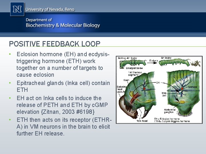 POSITIVE FEEDBACK LOOP • Eclosion hormone (EH) and ecdysistriggering hormone (ETH) work together on