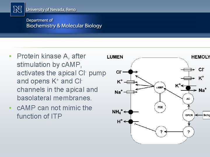  • Protein kinase A, after stimulation by c. AMP, activates the apical Cl-