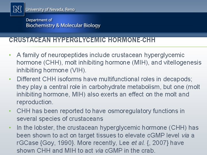 CRUSTACEAN HYPERGLYCEMIC HORMONE-CHH • A family of neuropeptides include crustacean hyperglycemic hormone (CHH), molt