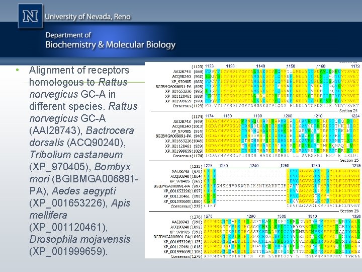  • Alignment of receptors homologous to Rattus norvegicus GC-A in different species. Rattus