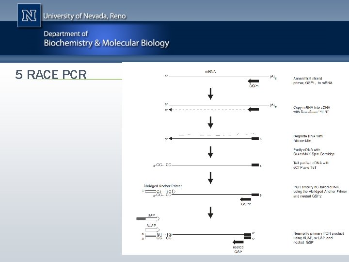 5 RACE PCR 