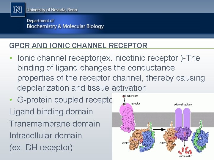 GPCR AND IONIC CHANNEL RECEPTOR • Ionic channel receptor(ex. nicotinic receptor )-The binding of