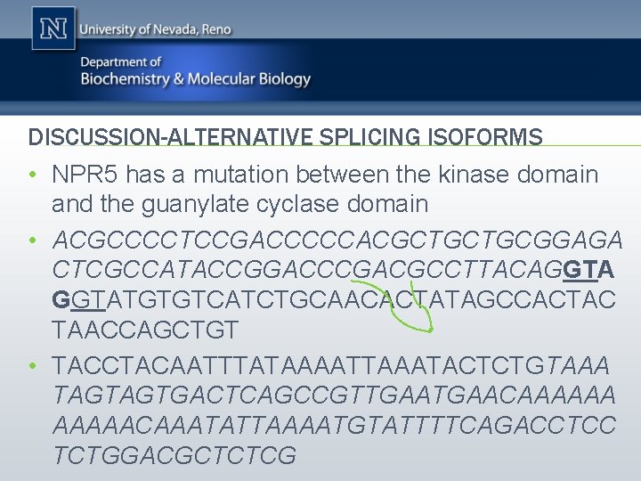 DISCUSSION-ALTERNATIVE SPLICING ISOFORMS • NPR 5 has a mutation between the kinase domain and