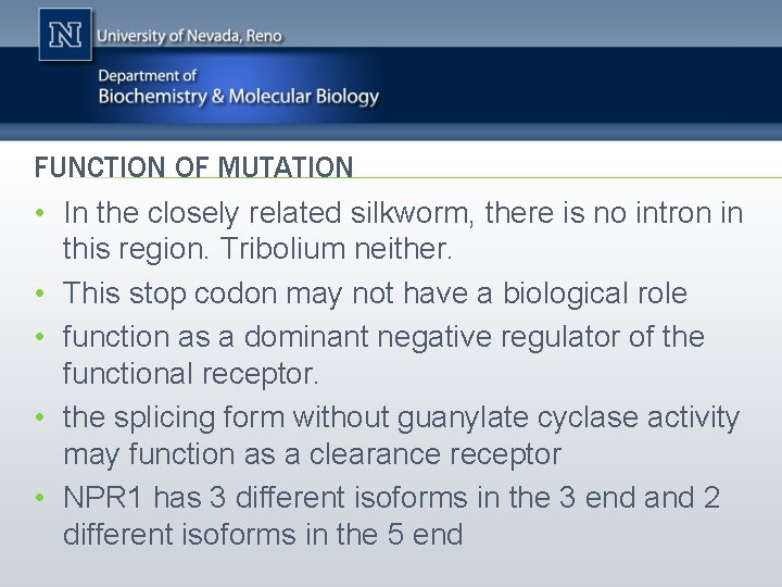 FUNCTION OF MUTATION • In the closely related silkworm, there is no intron in