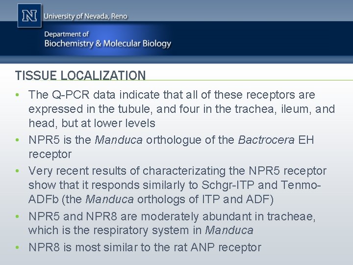 TISSUE LOCALIZATION • The Q-PCR data indicate that all of these receptors are expressed