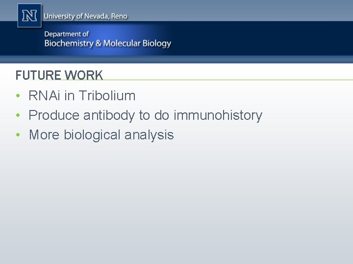 FUTURE WORK • RNAi in Tribolium • Produce antibody to do immunohistory • More