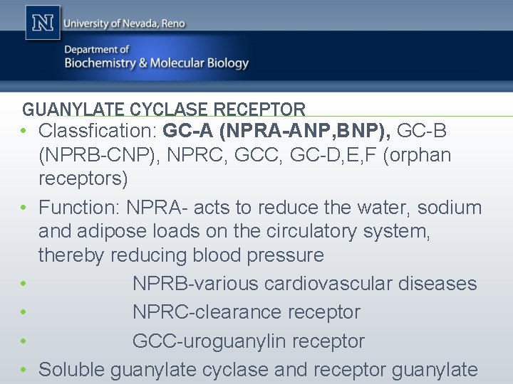 GUANYLATE CYCLASE RECEPTOR • Classfication: GC-A (NPRA-ANP, BNP), GC-B (NPRB-CNP), NPRC, GC-D, E, F