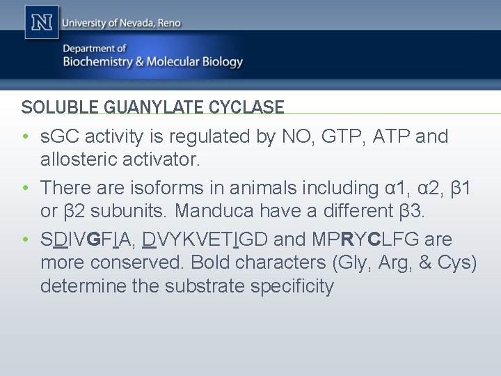 SOLUBLE GUANYLATE CYCLASE • s. GC activity is regulated by NO, GTP, ATP and