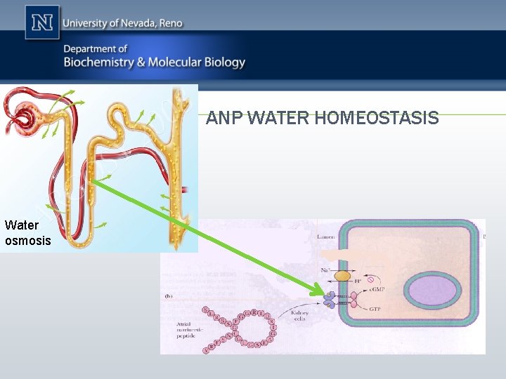 ANP WATER HOMEOSTASIS Water osmosis 