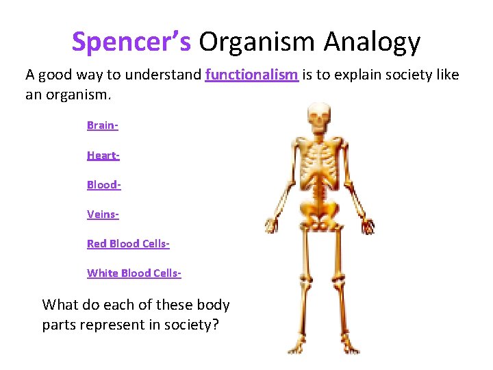 Spencer’s Organism Analogy A good way to understand functionalism is to explain society like