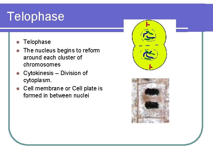 Telophase l The nucleus begins to reform around each cluster of chromosomes l Cytokinesis