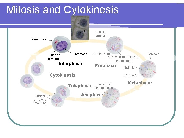 Mitosis and Cytokinesis Spindle forming Centrioles Nuclear envelope Chromatin Interphase Centromere Chromosomes (paired chromatids)