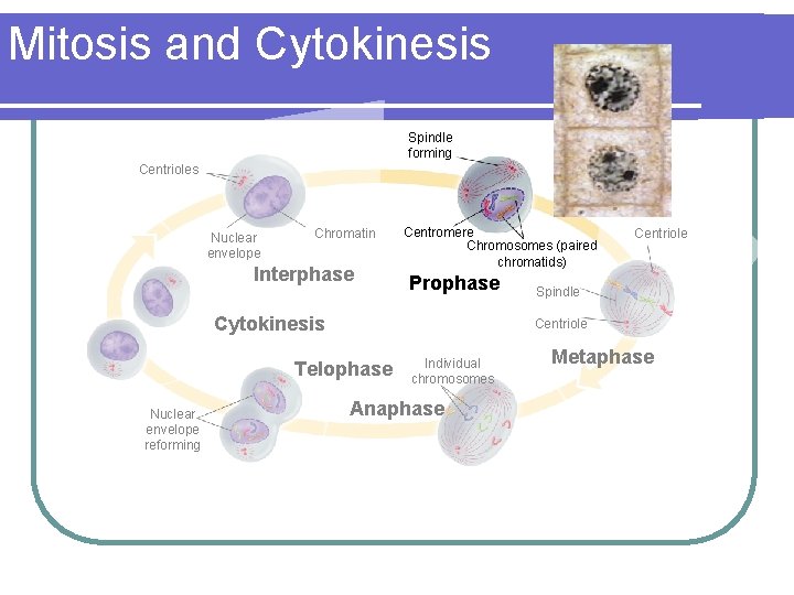 Mitosis and Cytokinesis Spindle forming Centrioles Nuclear envelope Chromatin Interphase Centromere Chromosomes (paired chromatids)