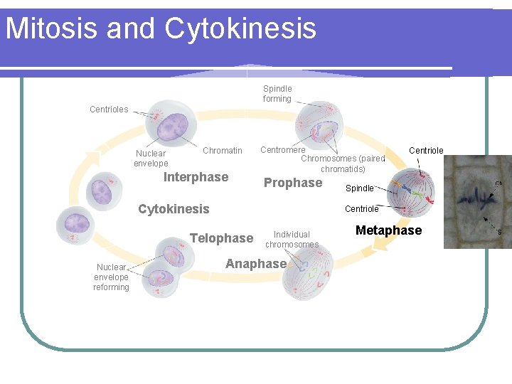 Mitosis and Cytokinesis Spindle forming Centrioles Nuclear envelope Chromatin Interphase Centromere Chromosomes (paired chromatids)