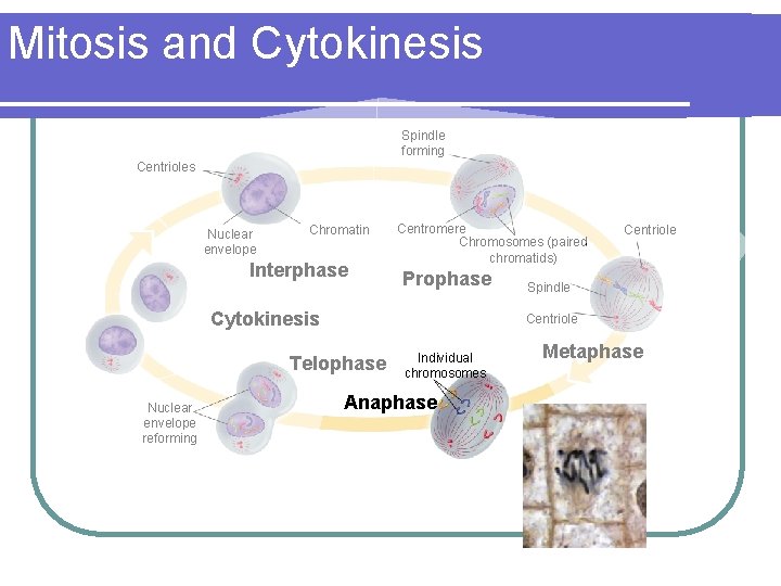 Mitosis and Cytokinesis Spindle forming Centrioles Nuclear envelope Chromatin Interphase Centromere Chromosomes (paired chromatids)