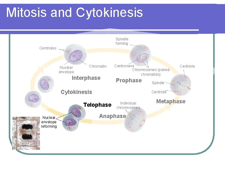Mitosis and Cytokinesis Spindle forming Centrioles Nuclear envelope Chromatin Interphase Centromere Chromosomes (paired chromatids)