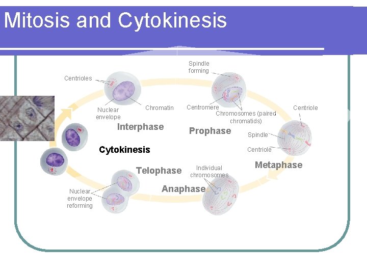 Mitosis and Cytokinesis Spindle forming Centrioles Nuclear envelope Chromatin Interphase Centromere Chromosomes (paired chromatids)