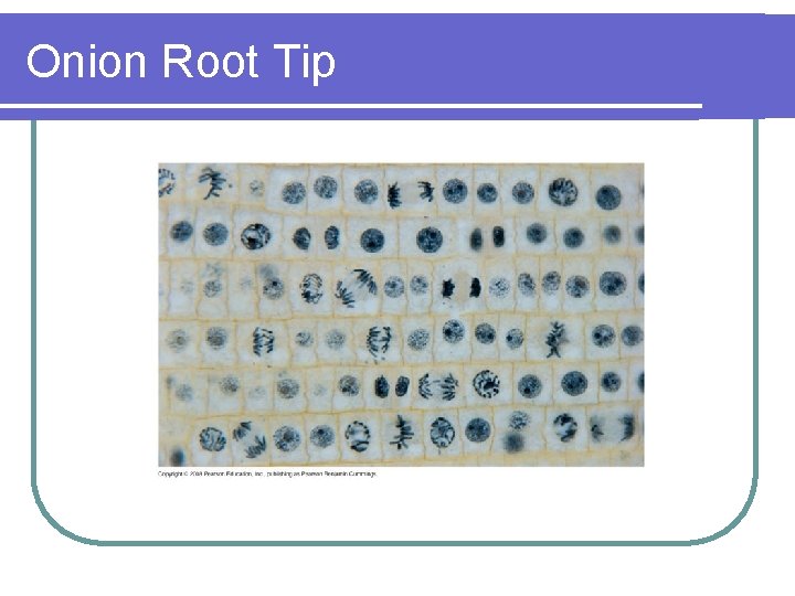 Onion Root Tip 