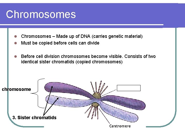 Chromosomes – Made up of DNA (carries genetic material) l Must be copied before