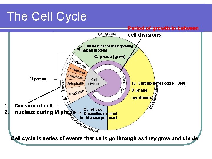 The Cell Cycle Period of growth in between cell divisions 9. Cell do most