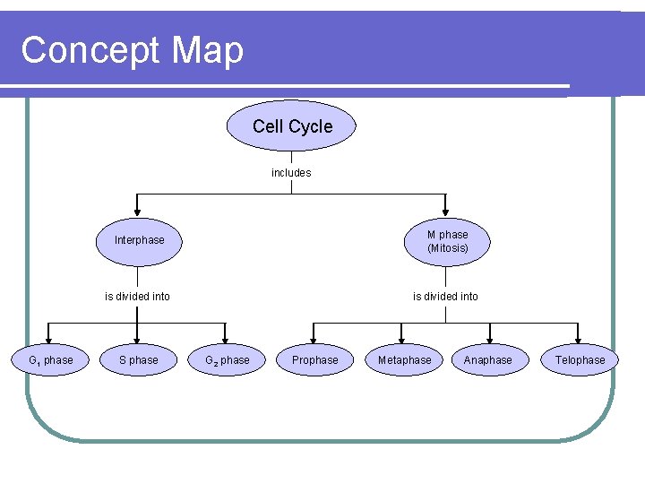 Concept Map Cell Cycle includes G 1 phase Go to Section: Interphase M phase