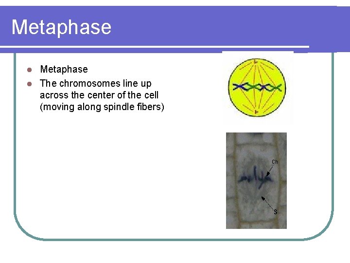 Metaphase l The chromosomes line up across the center of the cell (moving along