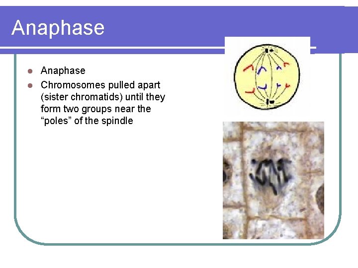 Anaphase l Chromosomes pulled apart (sister chromatids) until they form two groups near the