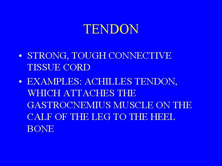 TENDON • STRONG, TOUGH CONNECTIVE TISSUE CORD • EXAMPLES: ACHILLES TENDON, WHICH ATTACHES THE
