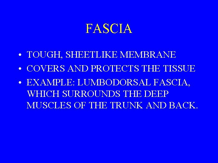FASCIA • TOUGH, SHEETLIKE MEMBRANE • COVERS AND PROTECTS THE TISSUE • EXAMPLE: LUMBODORSAL