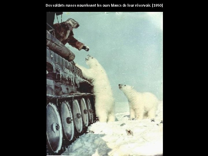 Des soldats russes nourrissant les ours blancs de leur réservoir. [1950] 