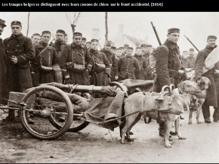 Les troupes belges se distinguent avec leurs canons de chien sur le front occidental.