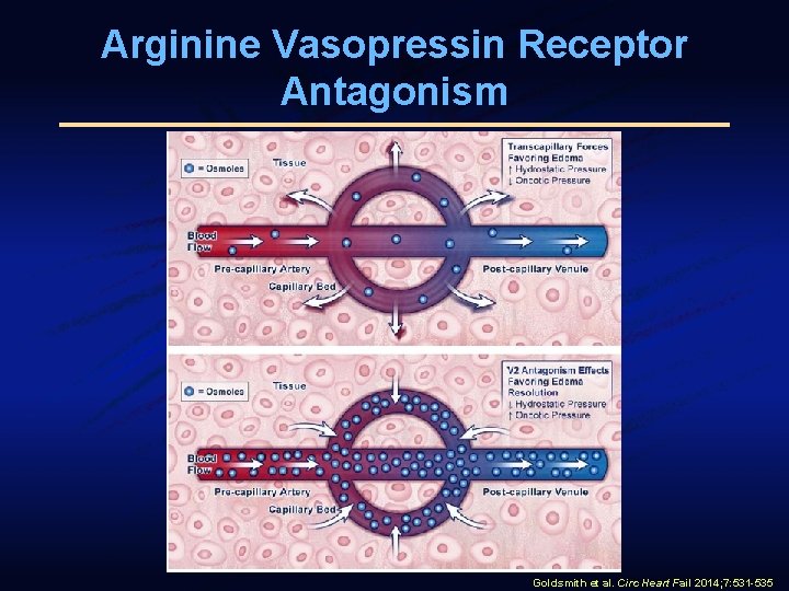 Arginine Vasopressin Receptor Antagonism Goldsmith et al. Circ Heart Fail 2014; 7: 531 -535 Arginine Vasopressin Receptor Antagonism Goldsmith et al. Circ Heart Fail 2014; 7: 531 -535