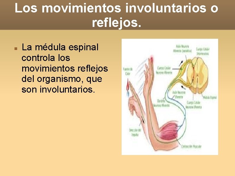 Los movimientos involuntarios o reflejos. La médula espinal controla los movimientos reflejos del organismo,