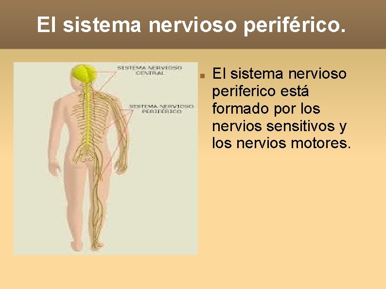 El sistema nervioso periférico. El sistema nervioso periferico está formado por los nervios sensitivos