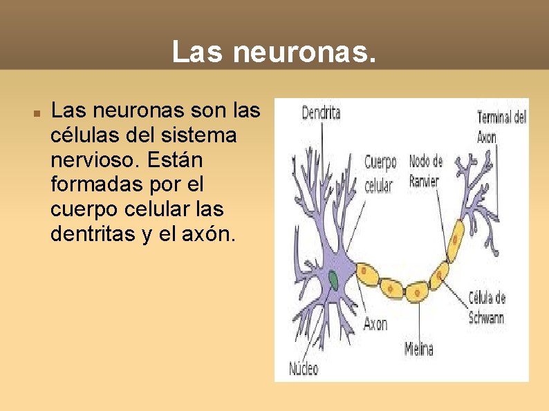 Las neuronas son las células del sistema nervioso. Están formadas por el cuerpo celular