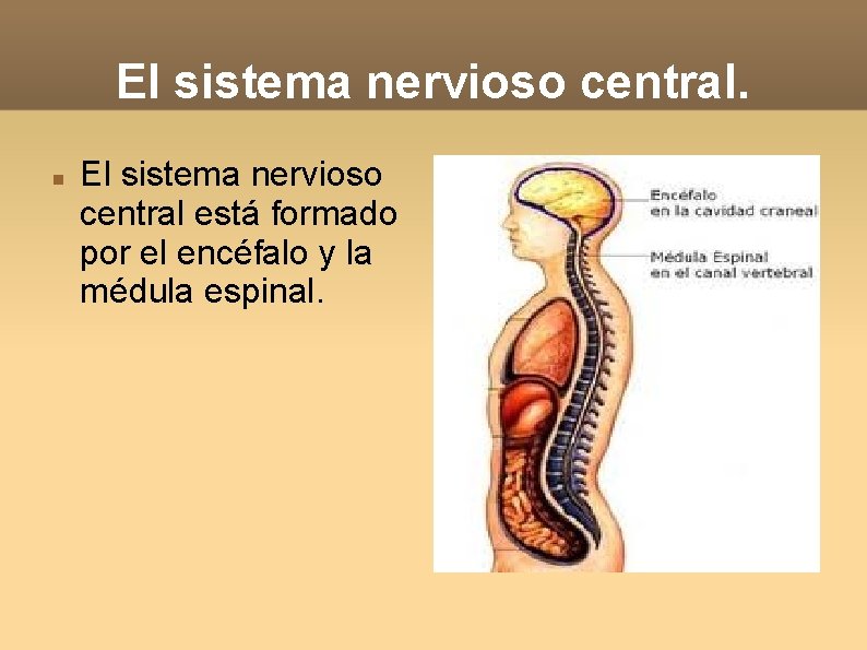 El sistema nervioso central está formado por el encéfalo y la médula espinal. 