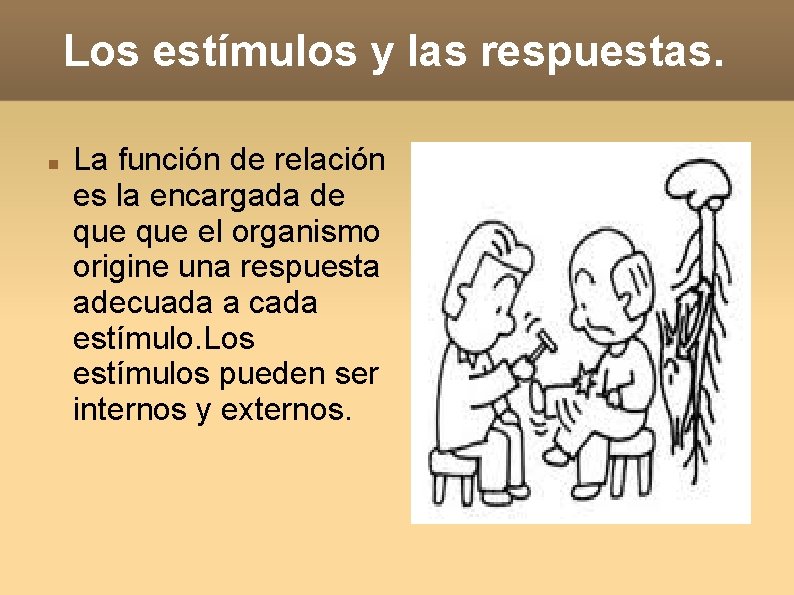 Los estímulos y las respuestas. La función de relación es la encargada de que