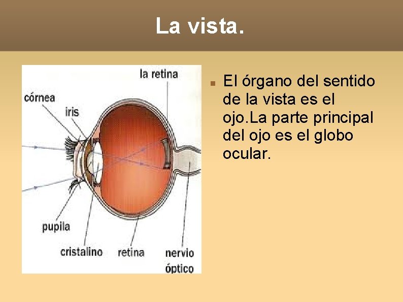 La vista. El órgano del sentido de la vista es el ojo. La parte