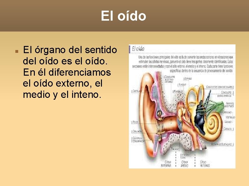 El oído El órgano del sentido del oído es el oído. En él diferenciamos