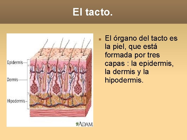 El tacto. El órgano del tacto es la piel, que está formada por tres