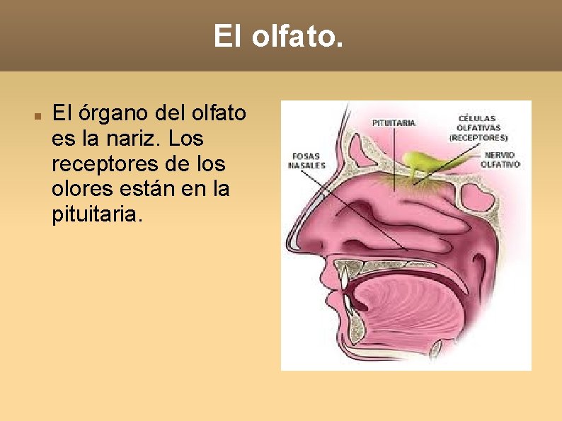 El olfato. El órgano del olfato es la nariz. Los receptores de los olores