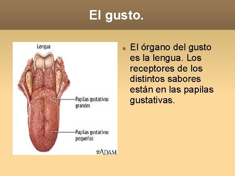 El gusto. El órgano del gusto es la lengua. Los receptores de los distintos