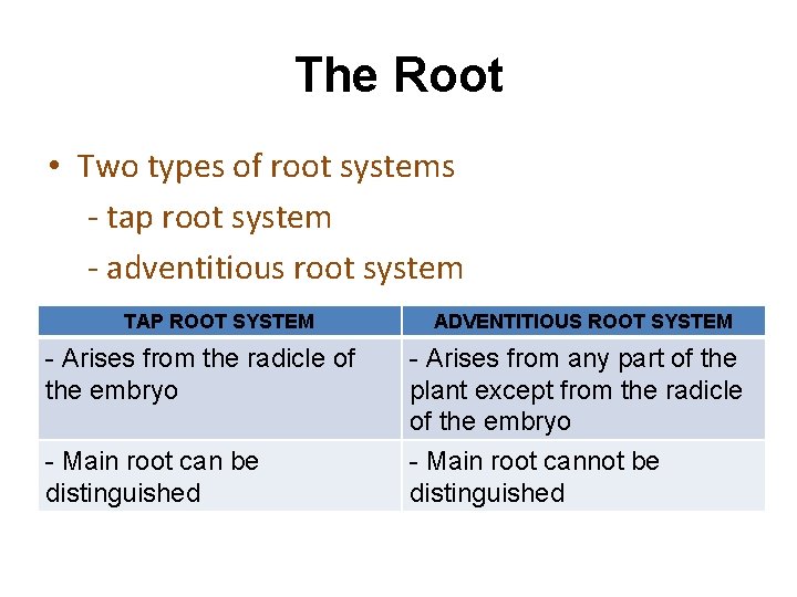Two Tap Root SUPPORT AND TRANSPORT IN PLANTS ANATOMY OF DICOT