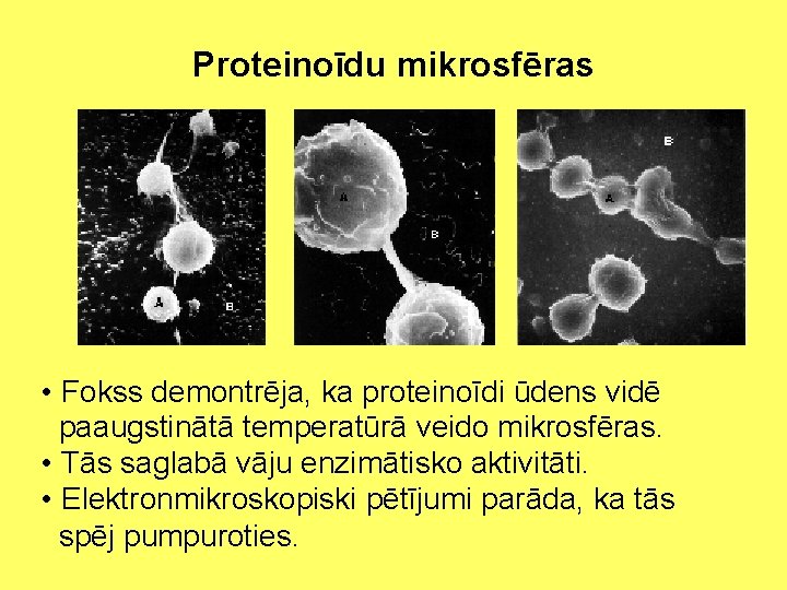 Proteinoīdu mikrosfēras • Fokss demontrēja, ka proteinoīdi ūdens vidē paaugstinātā temperatūrā veido mikrosfēras. •