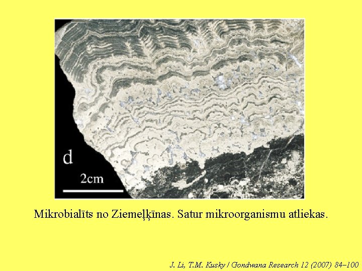 Mikrobialīts no Ziemeļķīnas. Satur mikroorganismu atliekas. J. Li, T. M. Kusky / Gondwana Research