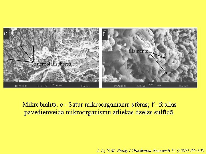 Mikrobialīts. e - Satur mikroorganismu sfēras; f –fosilas pavedienveida mikroorganismu atliekas dzelzs sulfīdā. J.
