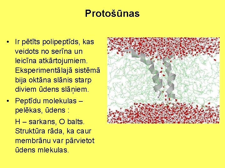 Protošūnas • Ir pētīts polipeptīds, kas veidots no serīna un leicīna atkārtojumiem. Eksperimentālajā sistēmā
